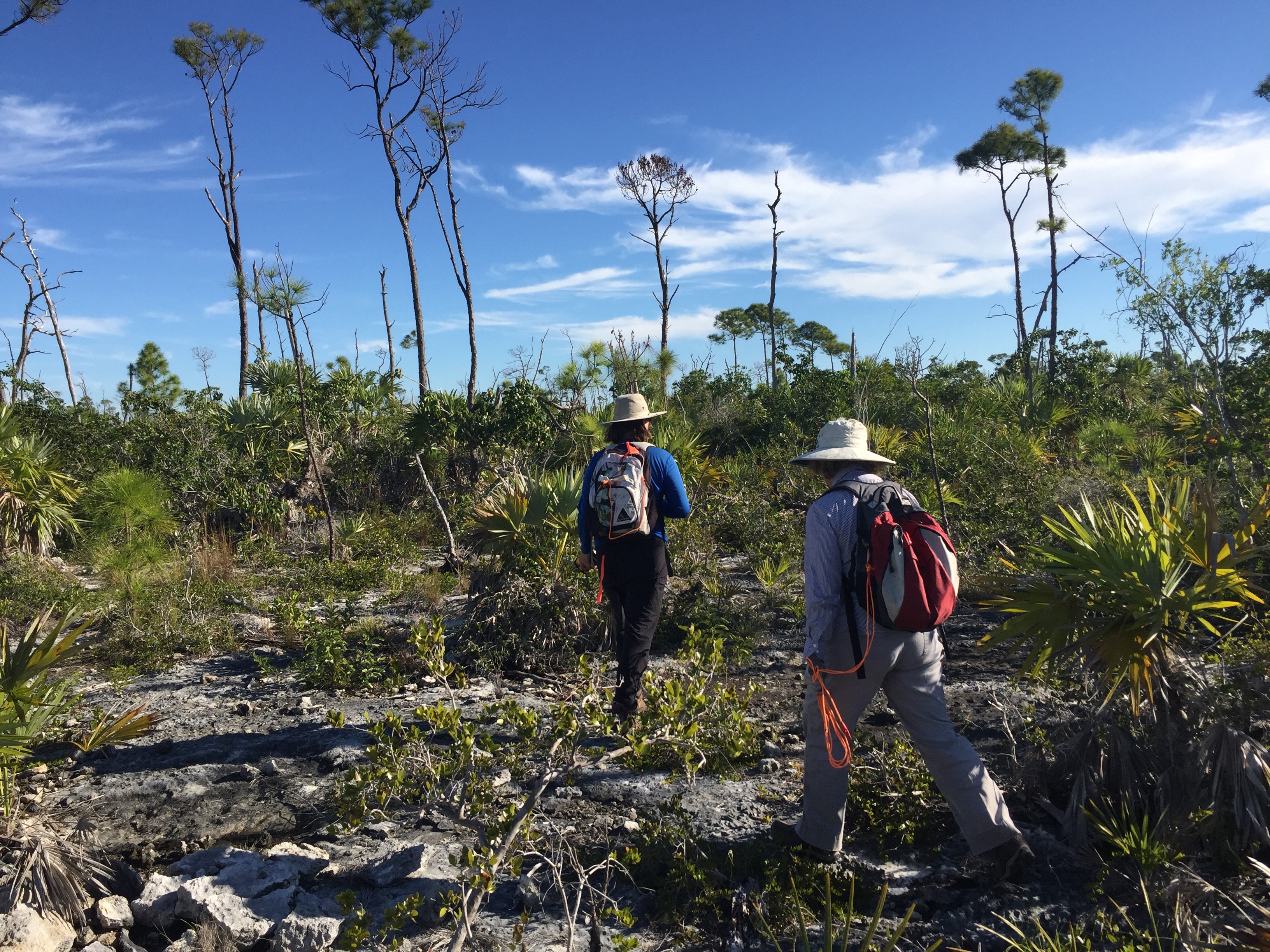 People walking through the wilds of the Florida Keys
