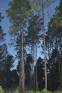 Pine Plantation