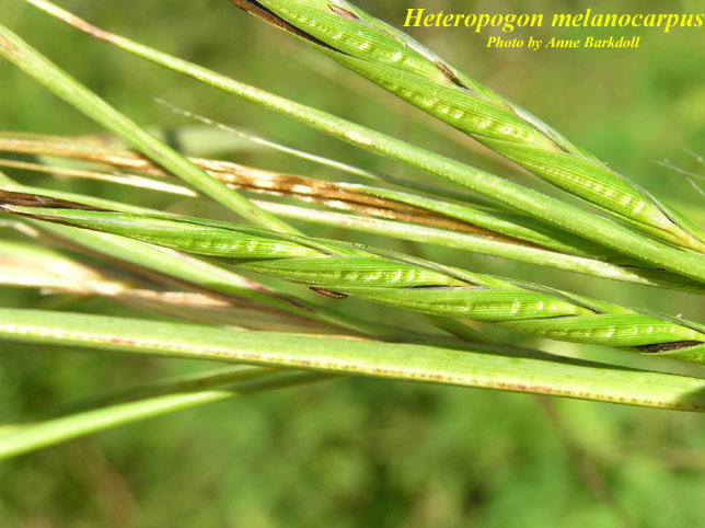 Heteropogon melanocarpus
