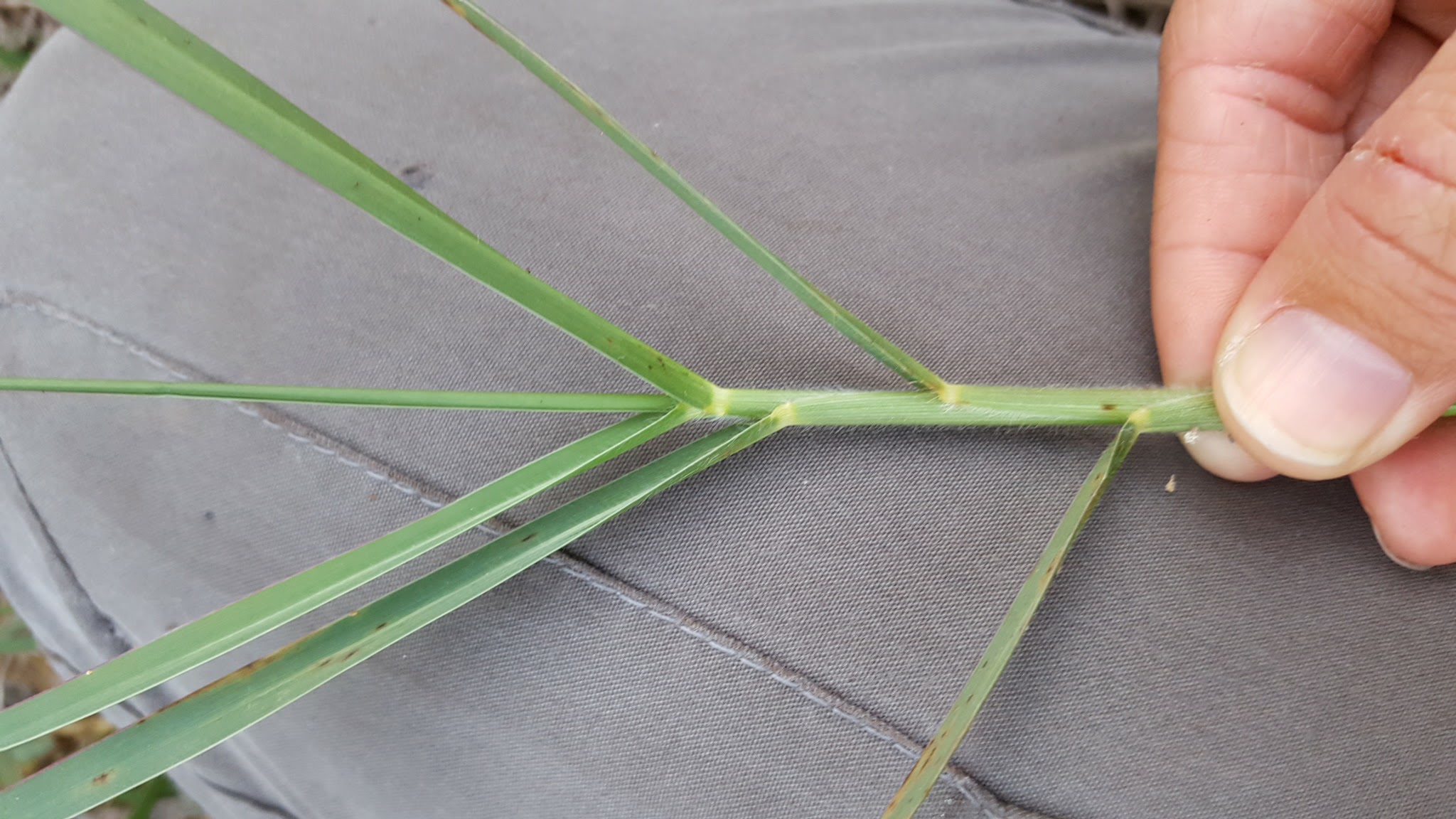 Panicum repens - Florida Natural Areas Inventory