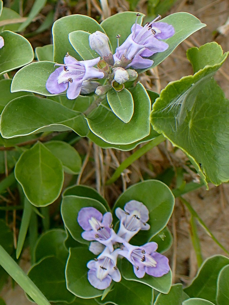 Vitex rotundifolia - Florida Natural Areas Inventory