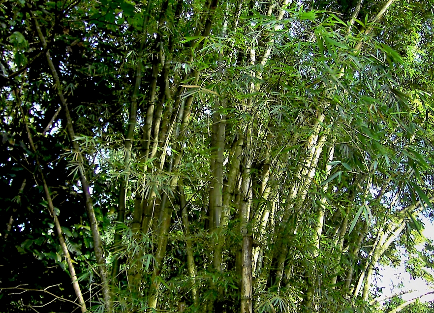 Large clump of common bamboo