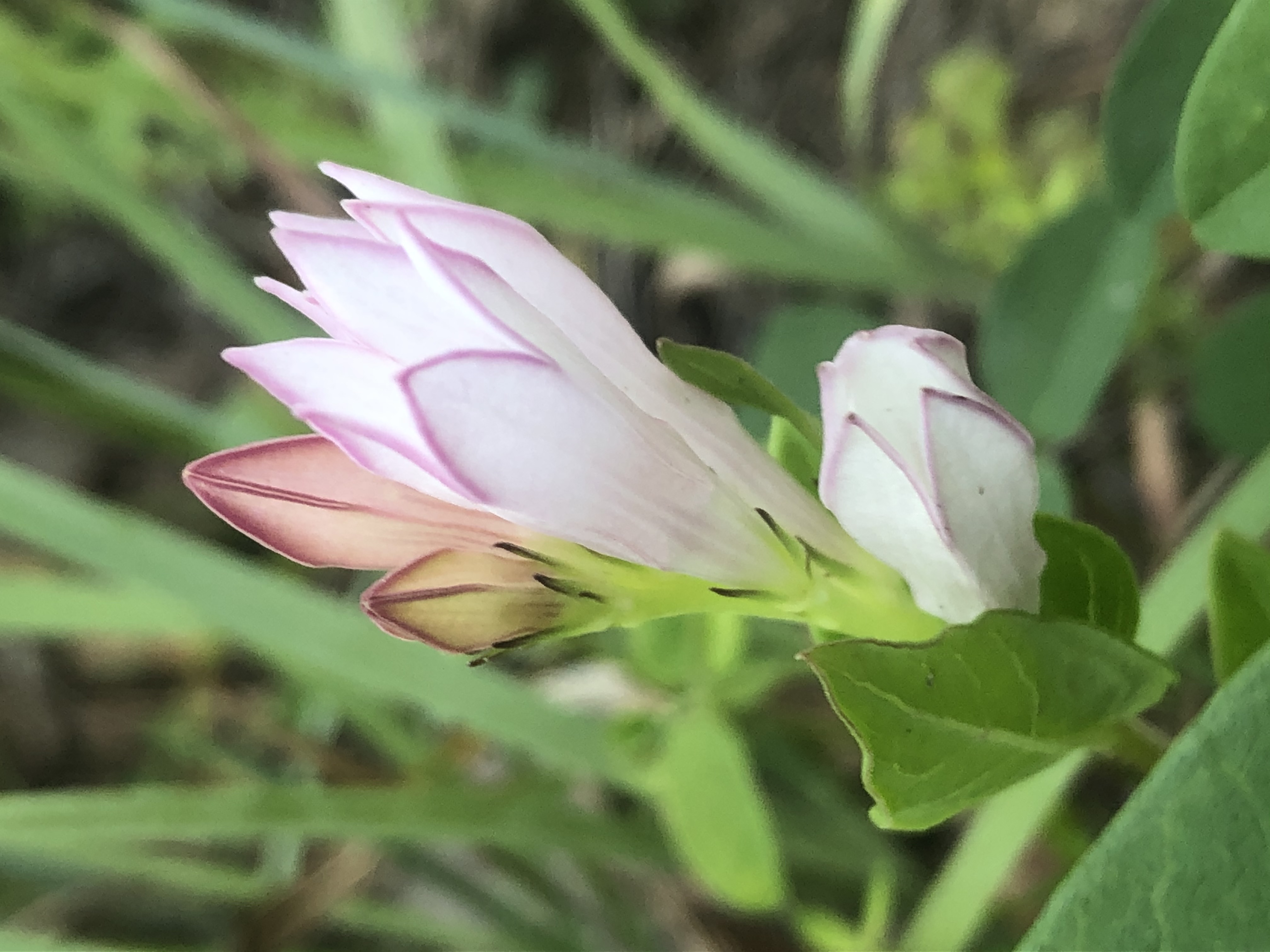 A pink flower opening